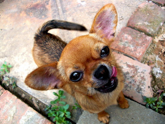 吉娃娃怎么養(yǎng)殖 吉娃娃養(yǎng)殖方法1