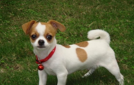 吉娃娃怎么養(yǎng)殖 吉娃娃養(yǎng)殖方法2