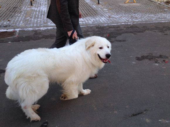 狗狗缺鈣的癥狀是什么?狗狗缺鈣的原因有哪些?怎么調養?0