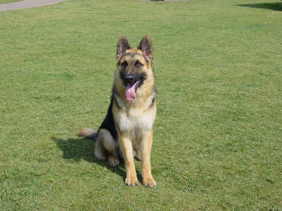 德國牧羊犬吃什么好 德牧喂養飲食注意事項1
