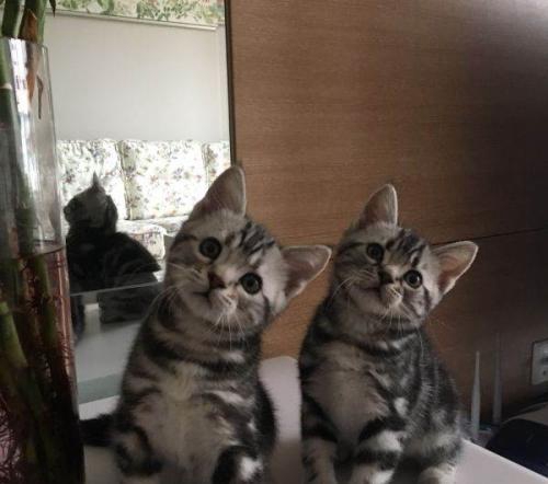 如何治療弓體蟲病 弓體蟲病預防方法