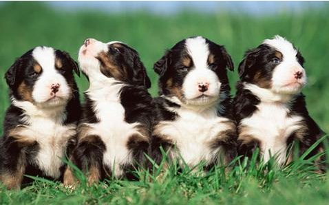 幼犬怎么吃狗糧 一兩個月的幼犬怎么喂養手冊1