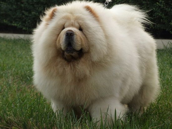 松獅犬怎么喂養(yǎng) 松獅犬喂養(yǎng)方法及注意事項(xiàng)2