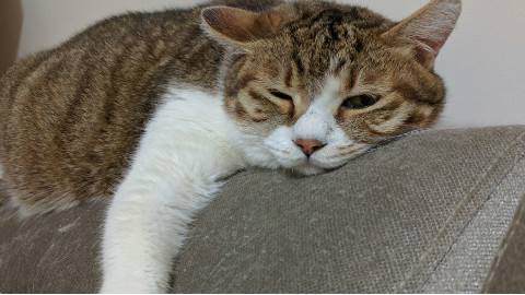 貓咪血型有哪些 貓咪血型介紹