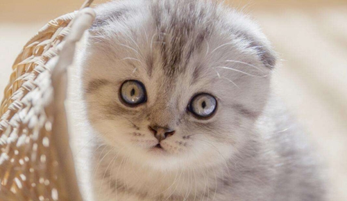 折耳貓怎么繁殖 折耳貓繁殖注意事項