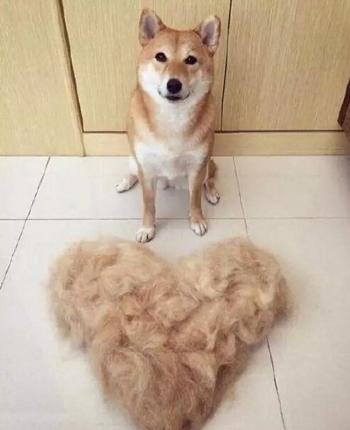 狗狗掉毛嚴重是什么原因 狗狗掉毛嚴重原因及解決方法1