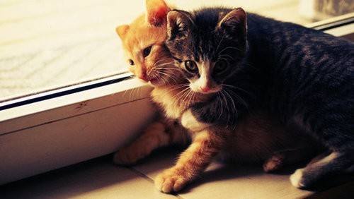 貓咪什么時候斷奶比較好 貓咪斷奶注意事項