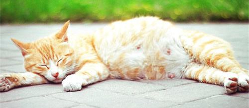 怎么照顧懷孕貓咪 貓咪懷孕照顧要點