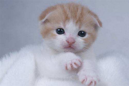 貓鼻支和貓感冒怎么區(qū)分 二者區(qū)分技巧