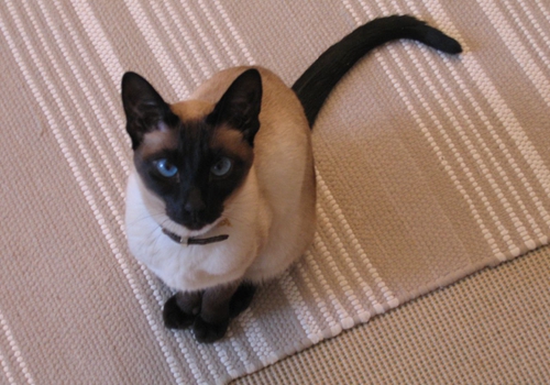 暹羅貓怎么驅蟲 暹羅貓適合驅蟲年齡