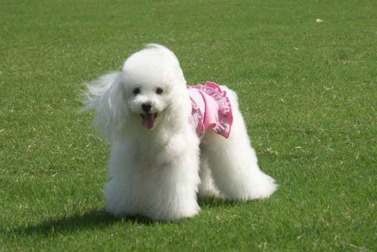 貴賓犬什么東西不能吃 貴賓犬不能吃的食物介紹2