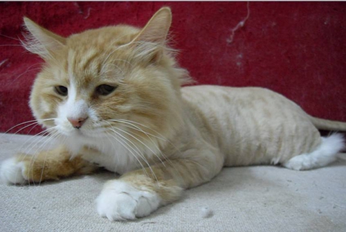 如何防止貓咪中暑 預防貓咪中暑小妙招