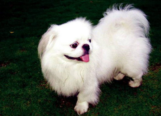 京巴狗怎么養(yǎng) 京巴犬飼養(yǎng)護理方法3