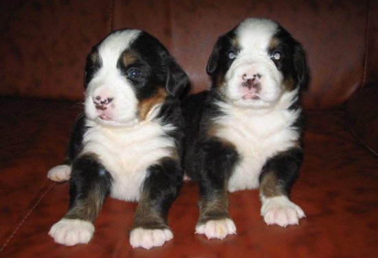 伯恩山犬怎么養健康 伯恩山犬飼養方法1
