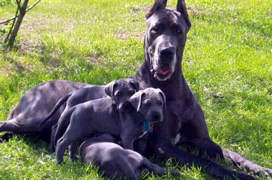 大丹犬吃什么狗糧好 大丹犬吃什么1