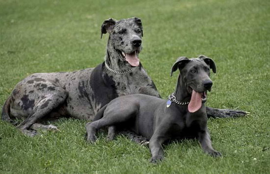 大丹犬怎么養(yǎng) 大丹犬飼養(yǎng)方法及注意事項(xiàng)2