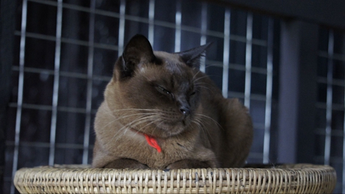 緬甸貓懷孕吃什么 緬甸貓懷孕食譜