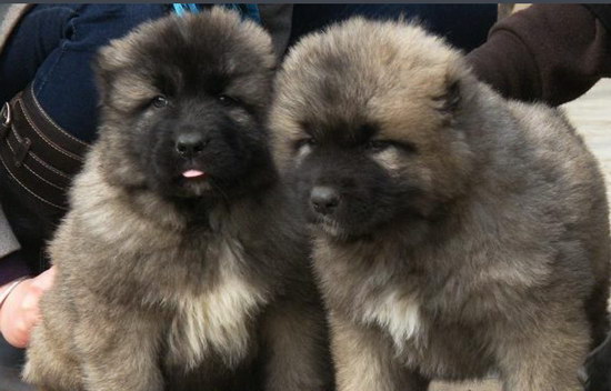 高加索犬怎么養(yǎng) 高加索犬飼養(yǎng)方法3