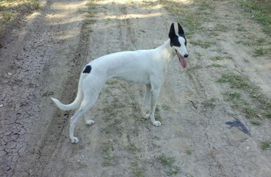 格力犬怎么養 格力犬飼養方法及注意事項3