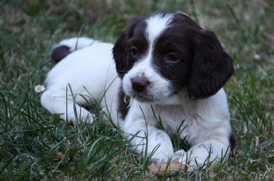 史賓格犬怎么養 英國史賓格犬飼養方法及注意事項2