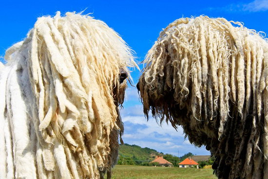 匈牙利牧羊犬怎么養 匈牙利牧羊犬飼養方法及注意事項3