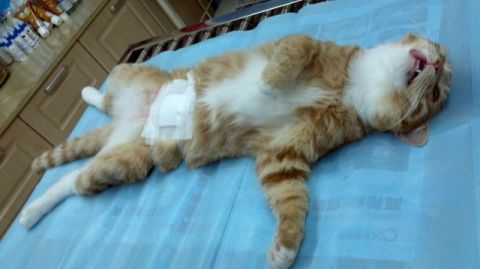 貓咪絕育手術(shù)多少錢 貓咪絕育價格介紹