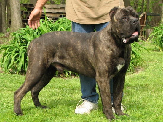 卡斯羅犬吃什么好 卡斯羅犬吃什么狗糧好1