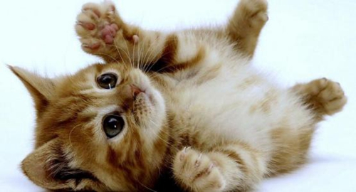 美國卷毛貓價格是多少錢 美國卷毛貓價格詳解