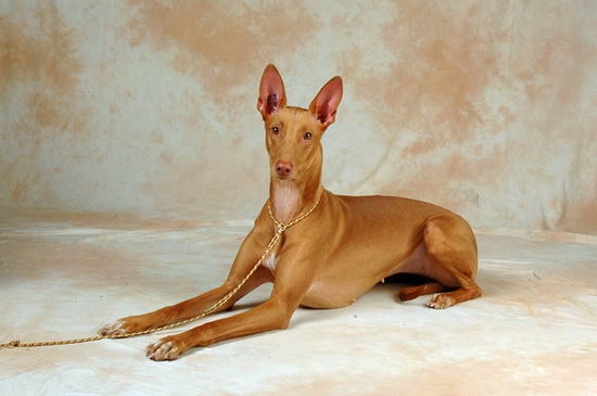 法老王獵犬怎么養 法老王獵犬飼養方法1