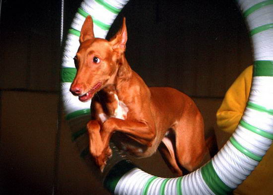 法老王獵犬怎么養 法老王獵犬飼養方法2