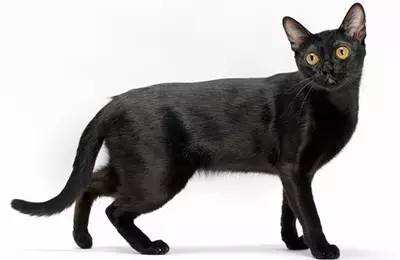 孟買貓怎么消除淚痕 孟買貓淚痕消除方法