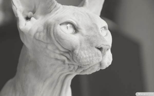 彼得禿貓和斯芬克斯有什么區別