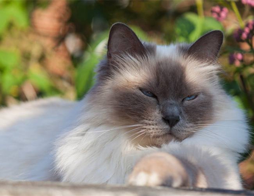 伯曼貓怎么看純不純 伯曼貓鑒定方法