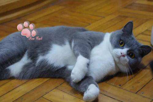 英國短毛貓生病吃什么 英短生病飲食介紹