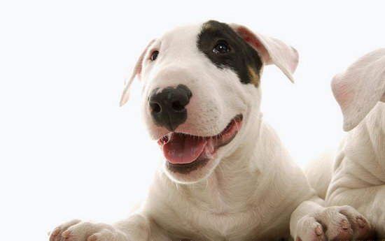 小型斗牛梗怎么養 小型斗牛梗飼養方法1