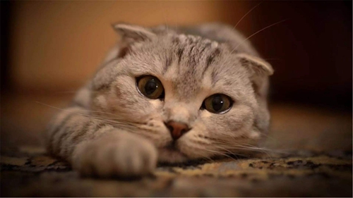 什么是貓抓病 貓抓病詳細(xì)介紹