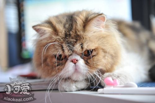 異國短毛貓耳朵掉毛怎么辦 加菲貓耳朵掉毛原因
