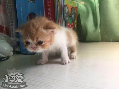 加菲貓怎么體外驅蟲 加菲貓體外驅蟲方法