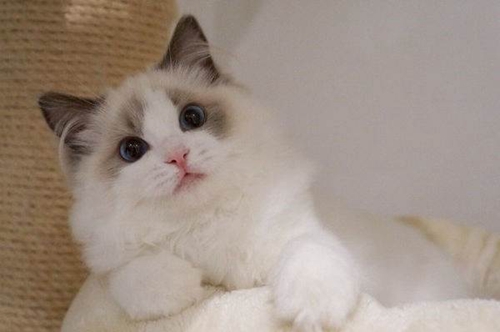 布偶貓生病了怎么辦 布偶貓生病照顧注意事項