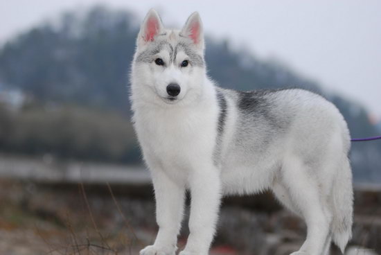 小阿拉斯加狗糧怎么喂 阿拉斯加幼犬狗糧喂食方法1