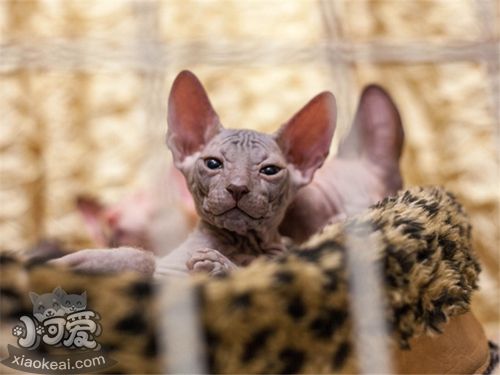 加拿大無毛貓多涎癥怎么治療