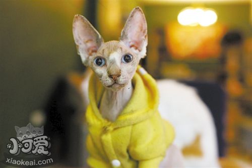 加拿大無毛貓咳嗽怎么辦 貓咪咳嗽的預防措施