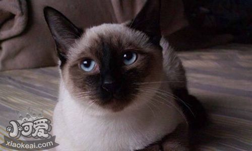 暹羅貓常患疾病有哪些 暹羅貓常患疾病介紹