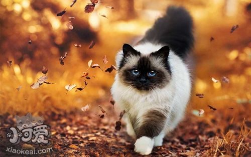 暹羅貓的銅缺乏癥怎么治療 銅缺乏癥治療方法