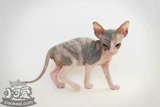 加拿大無毛貓嘔吐怎么辦 斯芬克斯貓嘔吐原因