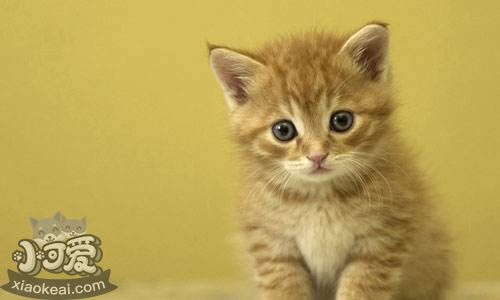 中國貍花貓總是流眼淚怎么辦 貍花貓流眼淚原因