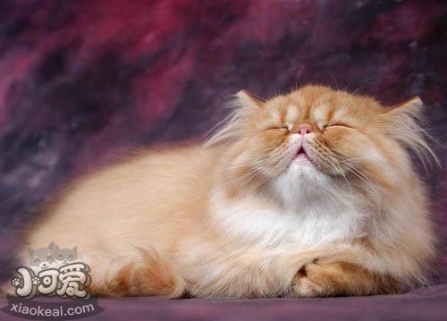 喜馬拉雅貓得了皮膚病怎么辦 貓咪皮膚病預防方法
