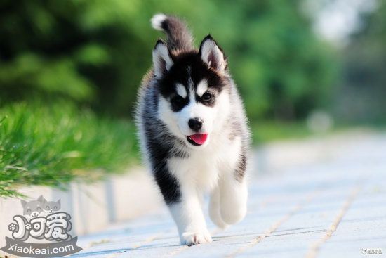 如何自制哈士奇狗糧 哈士奇自制狗糧配方分享1