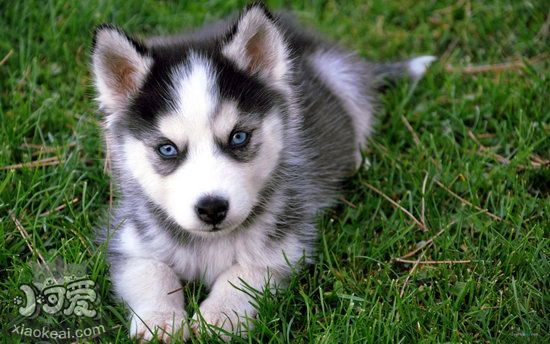 哈士奇怎么養 西伯利亞雪橇犬飼養方法2