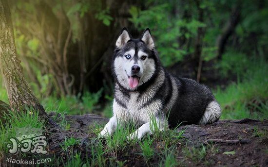 哈士奇趴下怎么訓練 哈士奇趴下訓練教程1